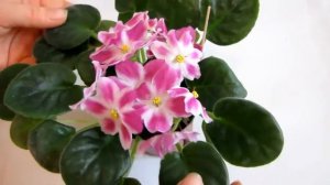 РС Маргарет С Репкина  Фиалка  Стандарт