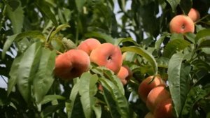 Персик Уфо-3 (2 июля) - Агро Сад