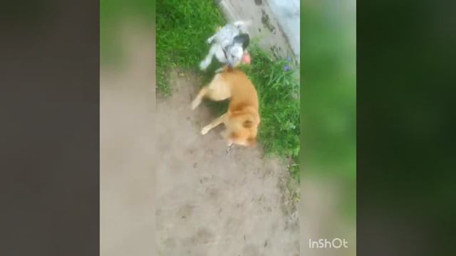 Далматин - Метис лис смотреть онлайн