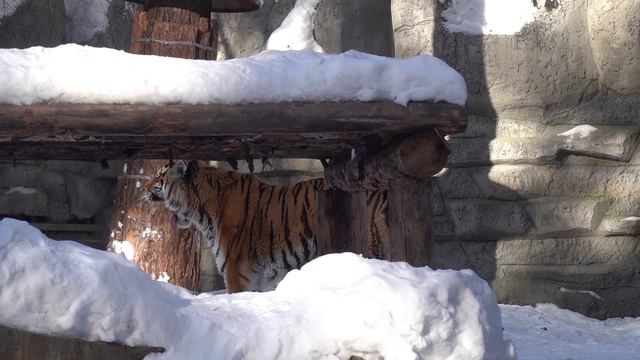 Свидание Макса и Лапы. 06.02.2022