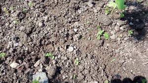 Как правильно победить медведку в саду