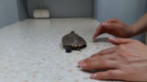 Черепаха у ветеринара.