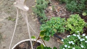 Купили дом на юге, посадили огород, цветник, выращиваем гусей. Помогаю другим найти и купить дом