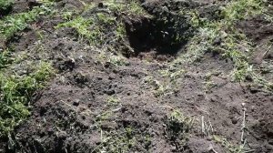 ГОЛУБИКА В СИБИРИ. СТРОИМ ПОЛИВ, ВЫСАЖИВАЕМ САЖЕНЦЫ