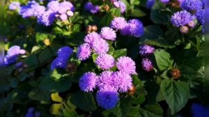 Белокрылка и агератум