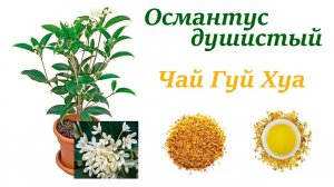 Османтус душистый.Масло для волос на османтусе для здоровья волос.Заварка чая Гуй Хуа дома
