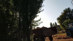 Заготавливаем силос .