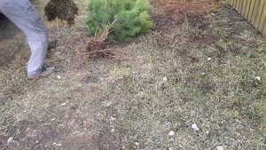 Живая изгородь из сосны. Семья в деревне! Облагораживаем участок! Как посадить сосну.
