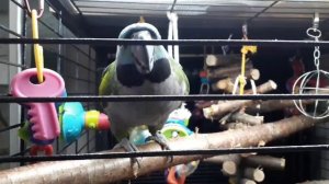 Китайский кольчатый попугай(Кара)