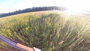 охота с легавой в поле на коростель, открытие2021 август.