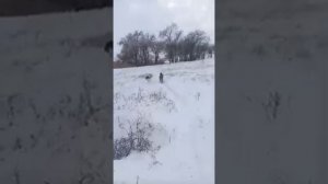 С ОХОТНИЧИМ КАБАНОМ ТОШЕЙ НА ШАКАЛА И УТКУ, СОБАКА В ПОМОЩЬ.