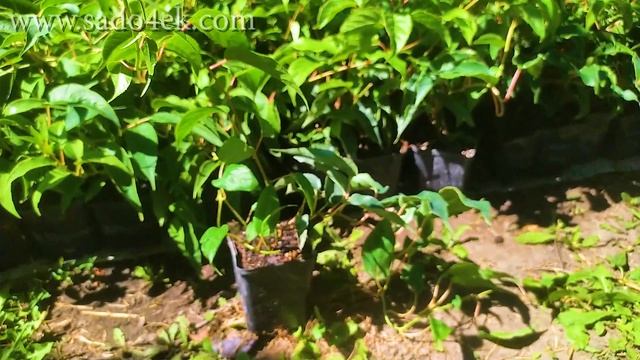 Cаженцы актинидии. Купить актинидию Джамбо, Кенс Ред, Скарлет Септембе, Киевская Крупноплодная и др смотреть онлайн