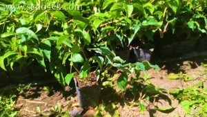 Cаженцы актинидии. Купить актинидию Джамбо, Кенс Ред, Скарлет Септембе, Киевская Крупноплодная и др