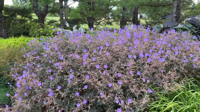 Boom Chocolatta Geranium смотреть онлайн