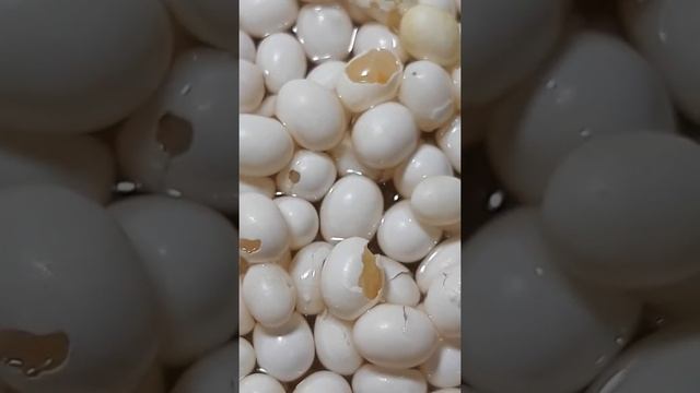 У меня вылупляются улитята-ахатины смотреть онлайн