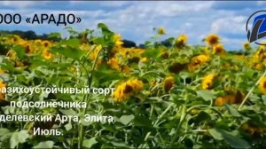 Заразихоустойчивый сорт подсолнечника 🌻 Вейделевский Арта, Элита.