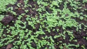 Выращивание глоксинии из семян. Глоксиния от посадки до цветения.Особенности выращивания глоксинии.