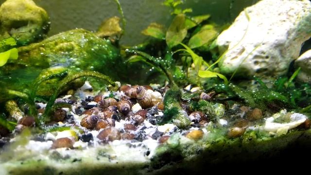 Улитка мелания польза и вред- медленные обитатели аквариума смотреть онлайн