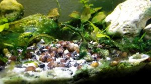 Улитка мелания польза и вред- медленные обитатели аквариума