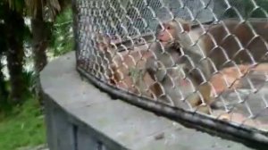 Злая обезьяна. Evil Monkey. Сухумский обезьяний питомник