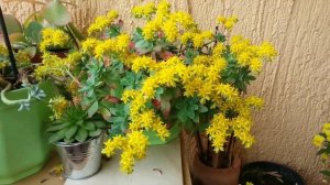 Sedum palmeri  | World of Succulents  (My only plant that survived the Hard winter)