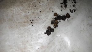 Коконы червя зимой в -30