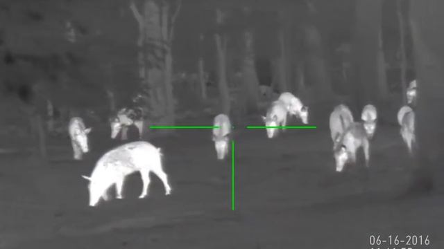 Много мяса не бывает! Тепловизионный прицел ATN MARS-HD! Geary.ru смотреть онлайн