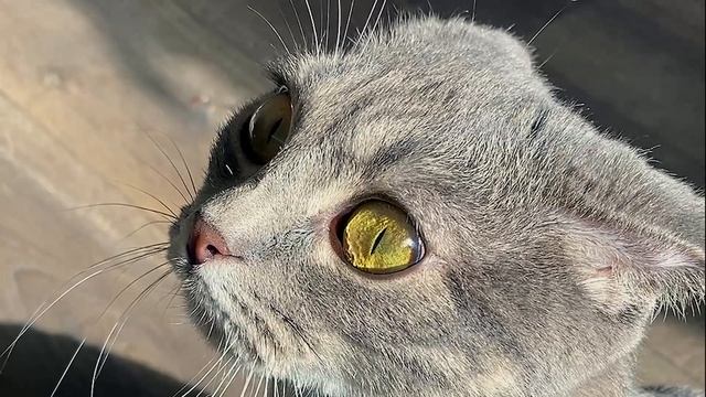 "Глаза кошек - окошки в их души, наполненные таинственной красотой и загадкой."