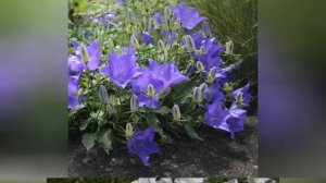 ЛОЖНОКОЛОКОЛЬЧИК  (PSEUDOCAMPANULA)  cем. Колокольчиковых