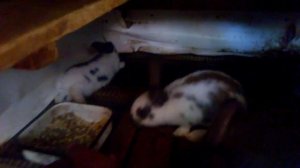 Жизнь кроликов  в яме и в клетке.