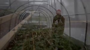 Установил сам поликарбонатную теплицу, сделал теплые грядки