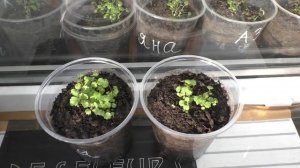 Закаливаю рассаду клубники на лоджии