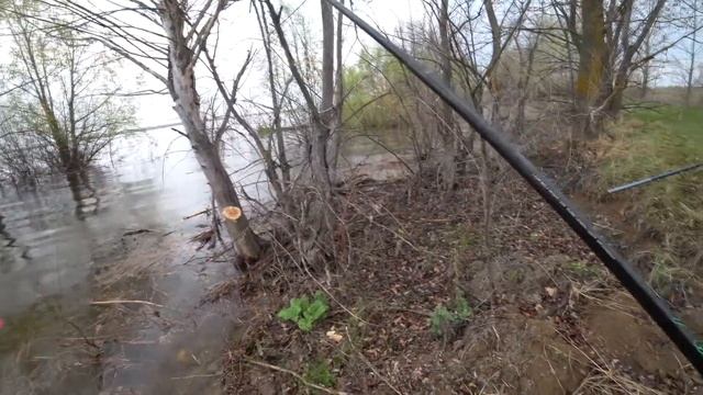 Рыбалка в Затопленных Деревьях. Ловля на Удочку (2021) смотреть онлайн