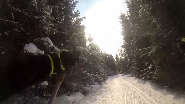 Лыжня-ГАБО-Турист 09.03.2021 смотреть онлайн