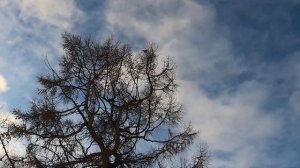 СОВА СИДИТ НА ЛИСТВЕННИЦЕ An owl sits on a larch tree