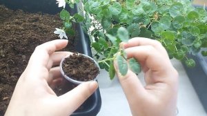 Размножение кампанулы черенками, мой опыт.