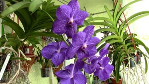 Vanda Pachara Delight - the blue orchid
