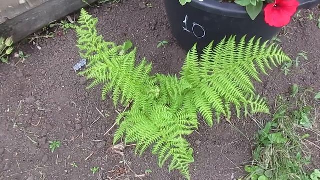 Лесной папоротник отлично приживается в саду.07.07.2019 смотреть онлайн