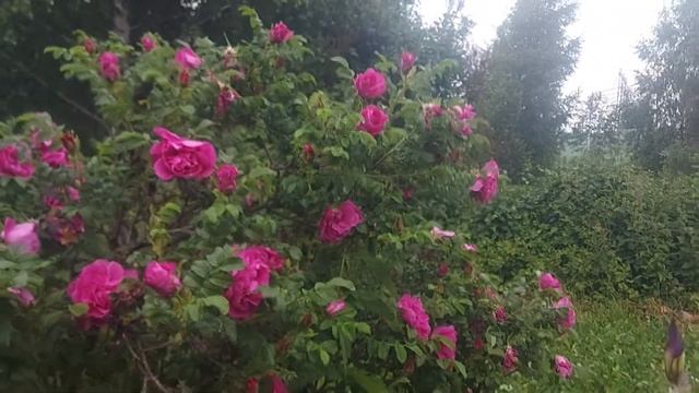 Цветёт шиповник (19.06.22) смотреть онлайн