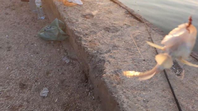 Ловим бычка ранним утром в Седово! смотреть онлайн