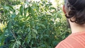 Медоносы конца сентября