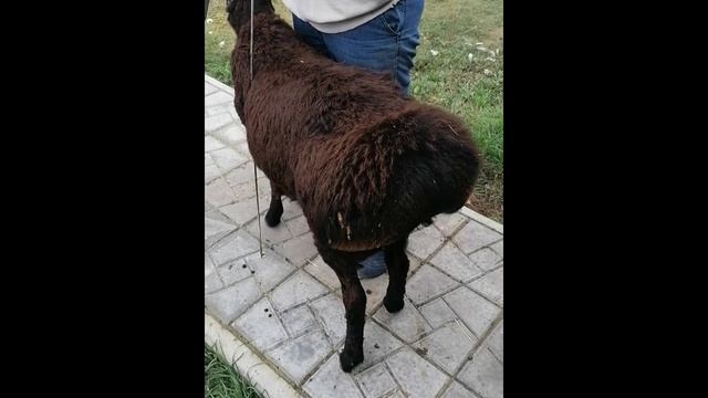 Баранчик "ЛОКИ"