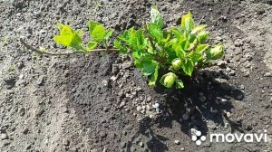 Подкормка гортензии весной.