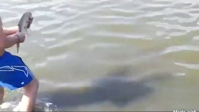 Толстолоб на самодельный техно-планктон"КиТ"/даже у сытой рыбы пробуждает аппетит! смотреть онлайн