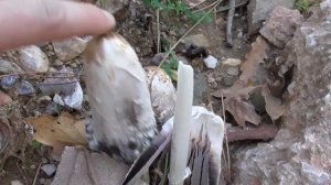 Навозник Белый (Coprinus comatus) съедобный гриб