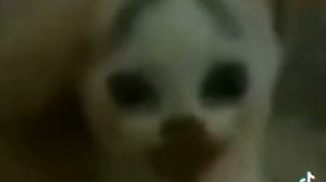 появился как то в зоне чёрный stalker