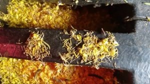 Вредители горчица?. У них хороший аппетит даже ночью ? Совка, капустная моль, луговой мотылек и Ко.