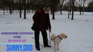 собака убегает? как отучить собаку убегать от вас без поводка?