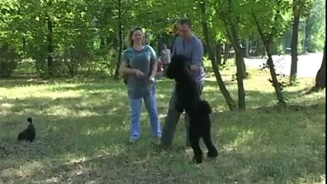 Дрессировка и воспитание пуделя смотреть онлайн