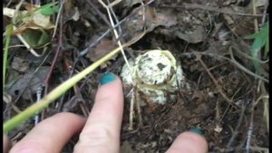 ДЕТИ И ГРИБЫ: как научить ребёнка собирать грибы?